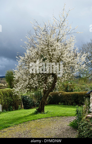 Un damson tree (Prunus domestica subsp. insititia) en pleine floraison dans un jardin d''Herefordshire, UK. Banque D'Images