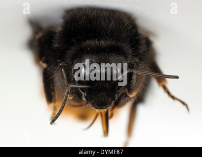 Dead red tailed bubble bee Bombus lapidarius macro image Banque D'Images