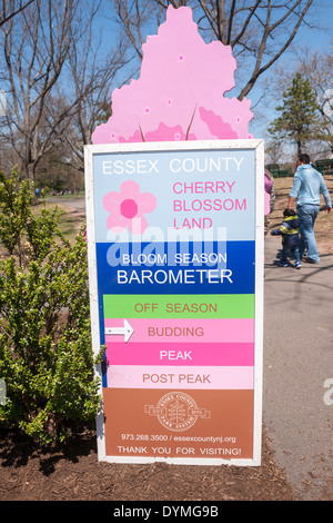 Les cerisiers sont en fleurs à Branch Brook Park à Newark, New Jersey Banque D'Images