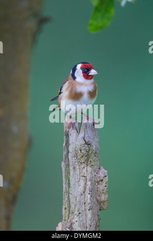 Chardonneret élégant (Carduelis carduelis) perché sur un vieux post en bois dans les bois Banque D'Images