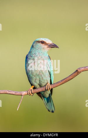 (Coracias garrulus European Roller) perché sur une branche Banque D'Images