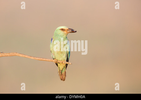 (Coracias garrulus European Roller) tenant un coléoptère non identifiés (Coleoptera) Banque D'Images