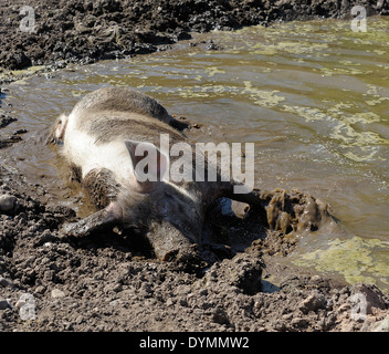 Un cochon rose se vautrer dans un bain de boue England UK Banque D'Images