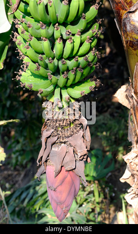 Fleur de bananier avec des fruits à divers stades de développement. Santa Clara la Laguna. République du Guatemala. Banque D'Images