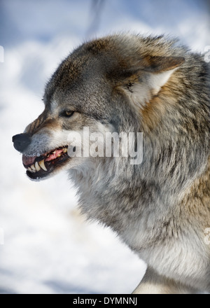 Loup arctique agressifs (Canis lupus arctos) Banque D'Images