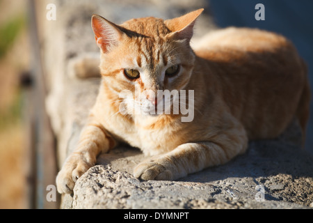 Big Red striped cat se trouve sur un mur de pierre et dans le panier est bien Banque D'Images