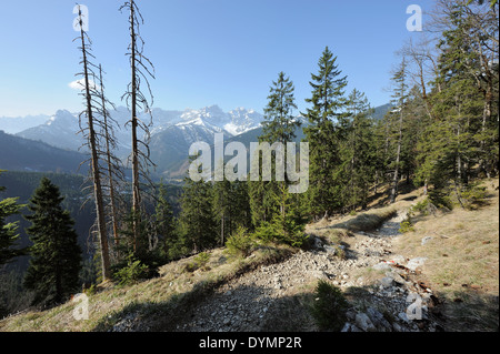 Sentier de randonnée pédestre à travers les arbres avec Karwendel en arrière-plan, Hinterriss, région frontalière allemande autrichienne Banque D'Images