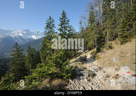Sentier de randonnée pédestre à travers les conifères et de Karwendel en arrière-plan, Hinterriss, région frontalière allemande autrichienne Banque D'Images