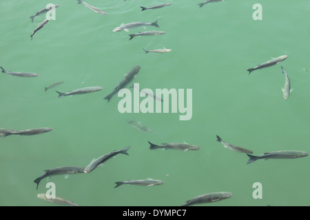 Banc de poissons dans une baie de la Méditerranée Banque D'Images