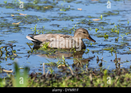 Le Canard chipeau (Anas strepera strepera) Mareca / natation masculine et d'alimentation en étang Banque D'Images