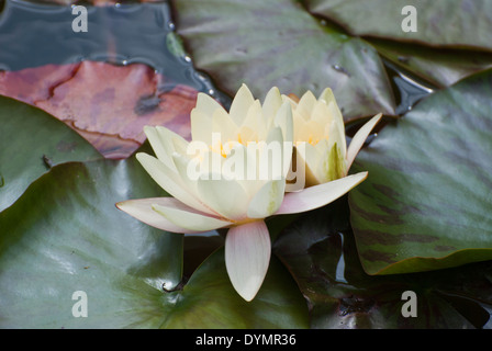 Water Lily, fleur simple Banque D'Images