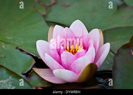 Water Lily, fleur simple Banque D'Images