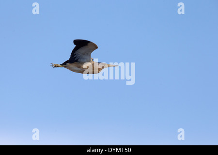 Un adulte peu Butor en vol contre un ciel bleu, Manavgat, Turquie. Banque D'Images