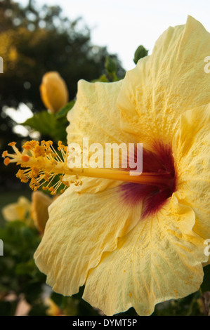 Un gros plan d'une hibiscus jaune à Maui, Hawaii Banque D'Images