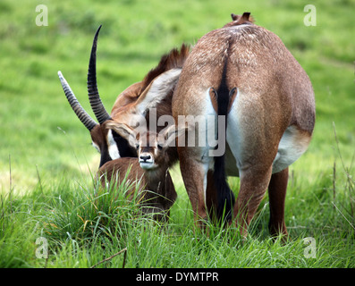 Une antilope rouanne avec son bébé par son côté veau Banque D'Images