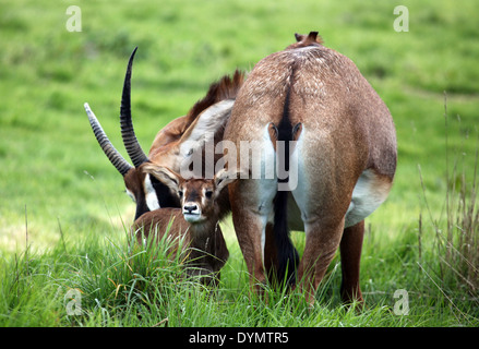 Une antilope rouanne avec son bébé par son côté veau Banque D'Images