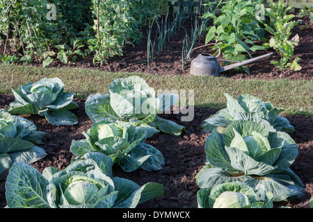 Petit potager potager potager - allocation de patch veg avec choux choux poussant en rangées avec arrosoir et pois avec légumes été automne UK Banque D'Images