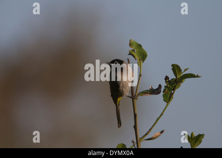 Un blanc-adultes Bulbul à lunettes perchée sur un côté, bush, la Turquie. Banque D'Images