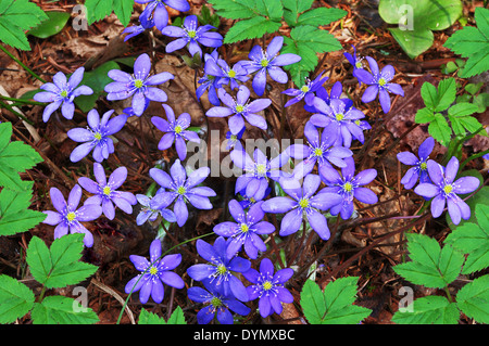 Hepatica nobilis fleurit au printemps forest Banque D'Images