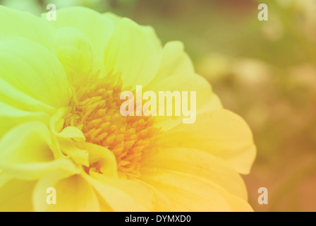 Dahlia jaune énorme. Macro (DOF) peu profonds. Ajouté effet instagram Banque D'Images