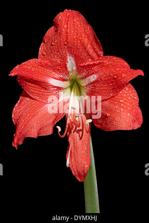 Amaryllis rouge fleur avec les gouttes d'eau isolé sur un fond noir Banque D'Images