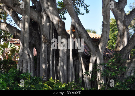 Arbre du Banyan Banque D'Images