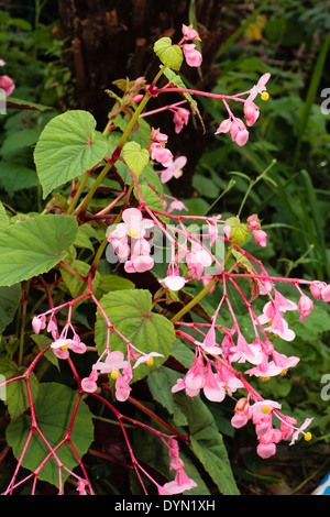 Fleurs de la hardy begonia Begonia grandis evansiana, var, dans un jardin de Plymouth Banque D'Images