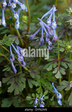 Fleurs et feuillages de la jolie woodlander, Corydalis flexuosa 'Purple Leaf' Banque D'Images