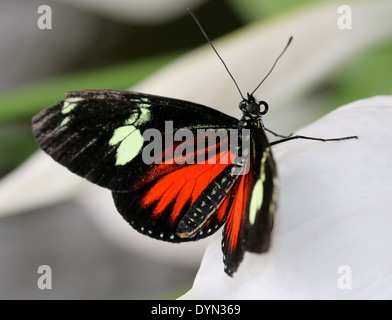 Papillon (Laparus Longwing Doris doris, Heliconius doris) Banque D'Images