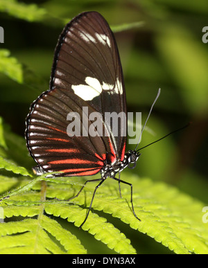 Papillon (Laparus Longwing Doris doris, Heliconius doris) avec les ailes fermées Banque D'Images