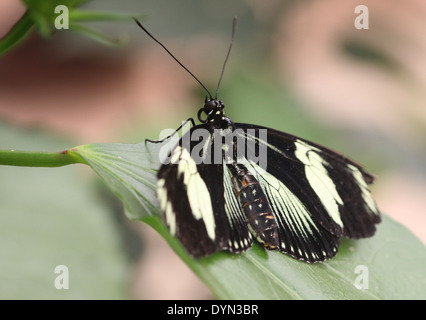 Morph jaune Papillon (Laparus Longwing Doris doris, Heliconius doris) Banque D'Images