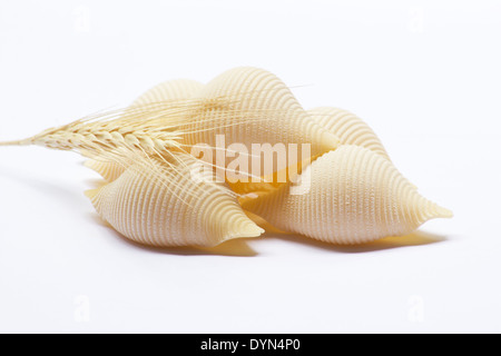 Tige de blé et coquilles sur fond blanc Banque D'Images
