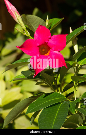 Jasmine (Mandevilla splendens brésilien) dans la lumière du soleil Banque D'Images