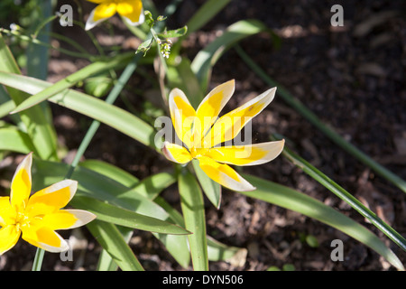 Tulip Dasystemon tarda à Sunshine de plus en plus une frontière dans le Cambridgeshire, Angleterre, RU Banque D'Images