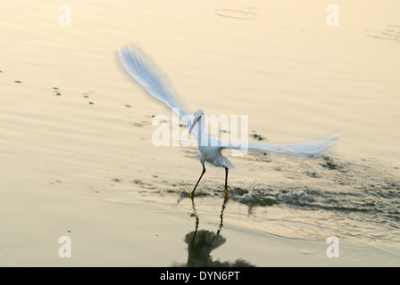 Aigrette neigeuse, décoller avec un poisson dans sa loi. Banque D'Images