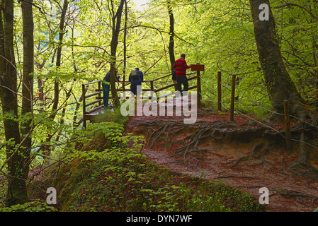 Les Hêtres, Urederra rivière, près de sa source, le Parc Naturel d''Urbasa, Navarre, Navarre, Espagne, Baquedano Banque D'Images