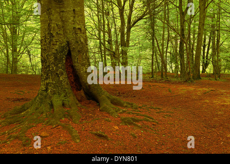 Les Hêtres, Urederra rivière, près de sa source, le Parc Naturel d''Urbasa, Navarre, Navarre, Espagne, Baquedano Banque D'Images