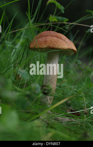 Champignon comestible sur fond de coffre de chêne Banque D'Images