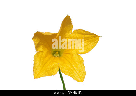 Pumpkin fleur sur fond blanc Banque D'Images