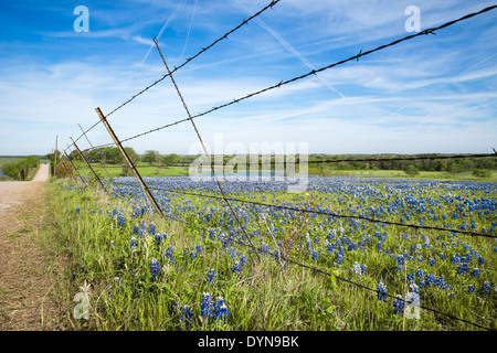 Champ Bluebonnet et clôture le long d'une route de campagne au Texas spring Banque D'Images