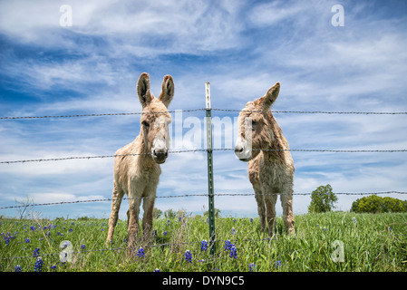 Deux ânes debout derrière barbwire clôture sur les pâturages de printemps Banque D'Images