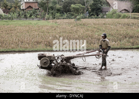 Farmer tilling rice field Banque D'Images