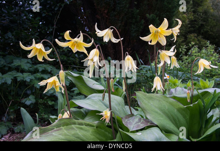 Erythronium dens-canis Pagoda nom commun Chiens violet dent Banque D'Images