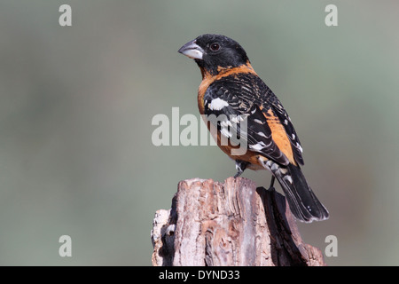 - Cardinal à tête noire Pheucticus melanocephalus - Mâle Banque D'Images