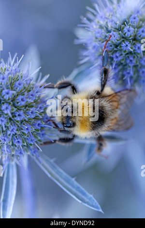 Bumblebee sur Eryngium planum 'Blaukappe' (Mer) Banque D'Images