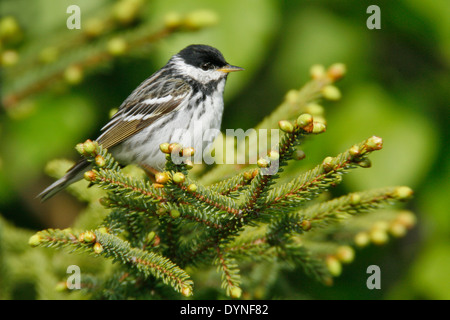 Paruline rayée - Setophaga striata - reproduction des mâles adultes Banque D'Images