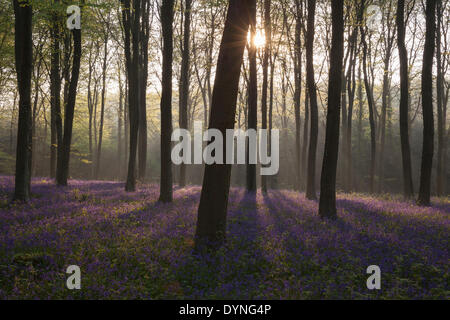 Le soleil pénétrant par la brume et les arbres casting shadows sur un tapis de jacinthes d'anglais dans une forêt dans le West Sussex, Angleterre Banque D'Images