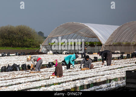 Tarleton, Lancashire, UK 23 avril, 2014. Les températures chaudes et les sols de séchage permettent aux travailleurs agricoles migrants, les ouvriers et les propriétaires à planter des fruits et légumes de printemps. Les plants d'Sunnyhurst devrait maintenant se développer dans les nouveaux sols labourés. Cette région essentiellement rurale, avec des terres consacrées à des cultures de légumes, de fournitures de nombreux grands supermarchés du Royaume-Uni ainsi que des détaillants indépendants, des grossistes, des services alimentaires, les traiteurs et les secteurs de la fabrication de produits alimentaires. Credit : Mar Photographics/Alamy Live News Banque D'Images