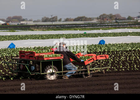 Tarleton, Lancashire, UK 23 avril, 2014. Les températures chaudes et les sols de séchage permettent aux travailleurs agricoles, les ouvriers et les propriétaires à planter des fruits et légumes de printemps. Les plants d'Sunnyhurst devrait maintenant se développer dans les nouveaux sols labourés. Cette région essentiellement rurale, avec des terres consacrées à des cultures de légumes, de fournitures de nombreux grands supermarchés du Royaume-Uni ainsi que des détaillants indépendants, des grossistes, des services alimentaires, les traiteurs et les secteurs de la fabrication de produits alimentaires. Credit : Mar Photographics/Alamy Live News Banque D'Images