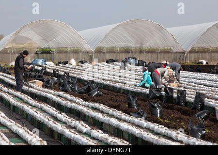 Tarleton, Lancashire, UK 23 avril, 2014. Les températures chaudes et les sols de séchage permettent aux travailleurs agricoles migrants, les ouvriers et les propriétaires à planter des fruits et légumes de printemps. Les plants d'Sunnyhurst devrait maintenant se développer dans les nouveaux sols labourés. Cette région essentiellement rurale, avec les terres consacrées à des cultures de légumes, de fournitures de nombreux grands supermarchés du Royaume-Uni ainsi que des détaillants indépendants, des grossistes, des services alimentaires, les traiteurs et les secteurs de la fabrication de produits alimentaires. Credit : Mar Photographics/Alamy Live News Banque D'Images